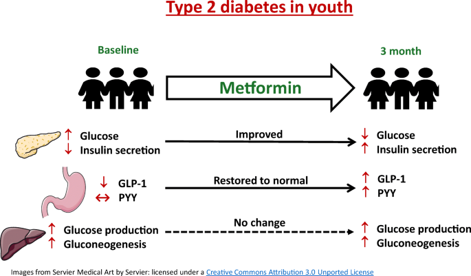 is metformin a glp 1 Metformin improves blood glucose by increasing incretins independent of  changes in gluconeogenesis in youth with type 2 diabetes | Diabetologia