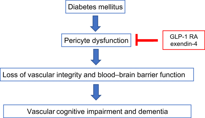 GLP-1 receptor nitration contributes to loss of brain pericyte function in a mouse model of diabetes | Diabetologia | Springer Nature Link GLP-1 receptor nitration contributes to loss of brain pericyte function in a mouse model of diabetes | Diabetologia | Springer Nature Link