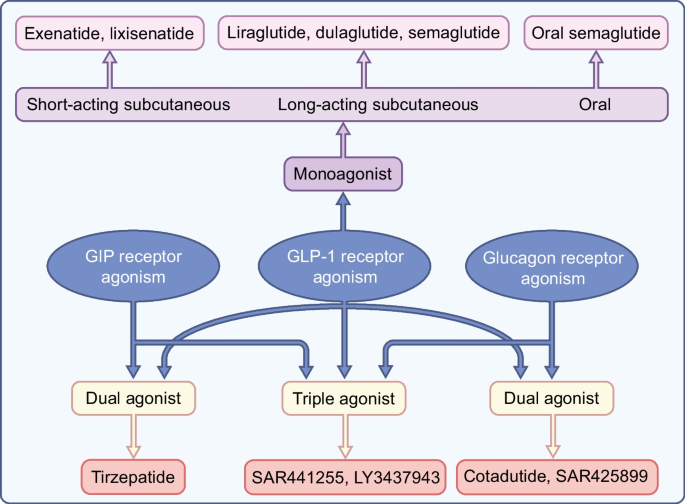 glp 1 pharmacology Gut hormone-based pharmacology: novel formulations and future possibilities  for metabolic disease therapy | Diabetologia