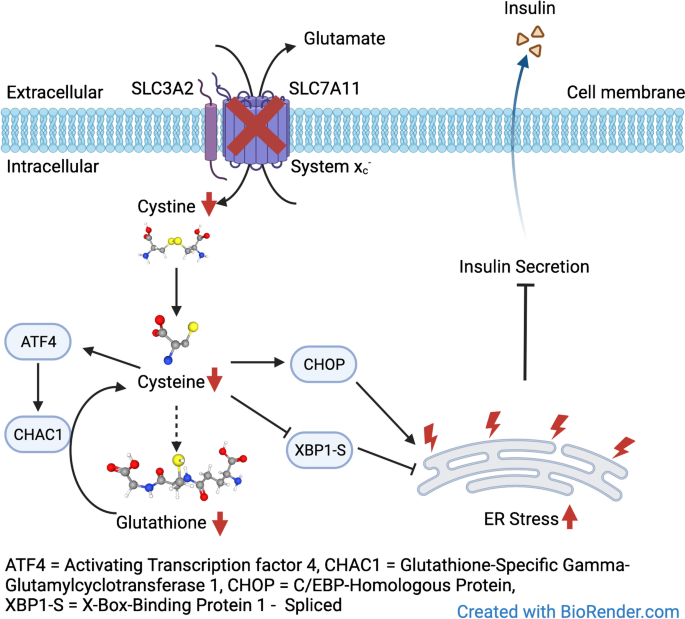 glutathione astrocyte system xc Cystine/glutamate antiporter System xc- deficiency impairs insulin  secretion in mice | Diabetologia