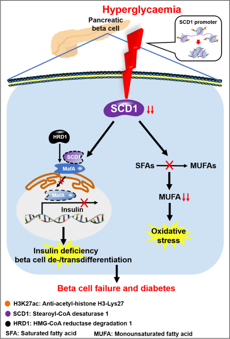 Gain of pancreatic beta cell-specific SCD1 improves glucose homeostasis by maintaining functional beta cell mass under metabolic stress | Diabetologia