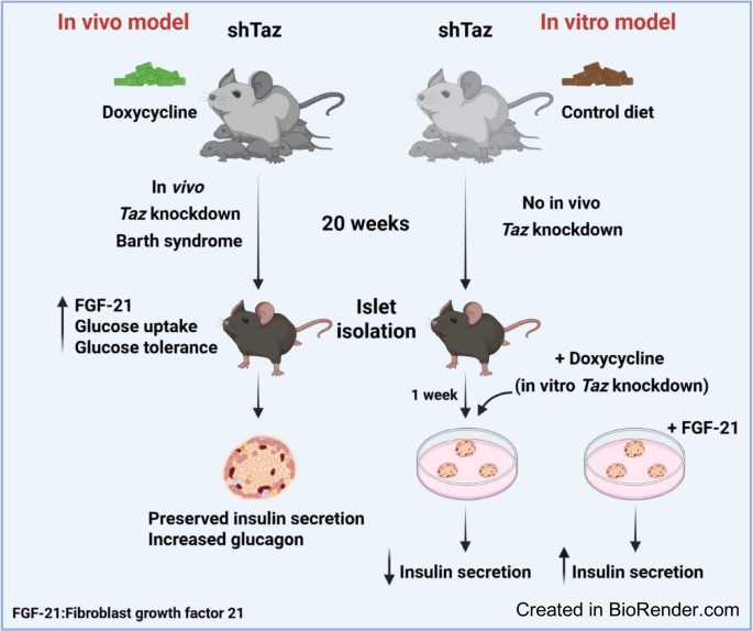 doxycycline and glutathione Can I Take with Glutathione? Exploring the Interaction Its Implications for Wellness Adaptive mechanisms in pancreatic islets