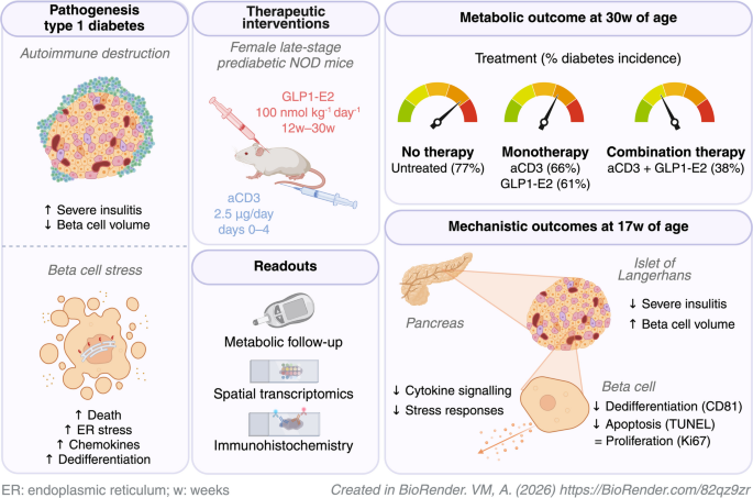 does glp 1 help with autoimmune Roles of glucagon-like peptide receptor agonists in immune cell biology and autoimmune/autoinflammatory diseases | Cell & Bioscience GLP-1 Receptor Agonists and Autoimmune