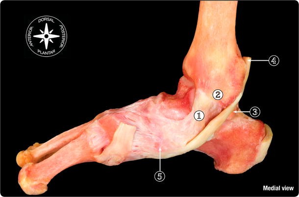 The deltoid ligament: an in-depth review of anatomy, function, and  treatment strategies