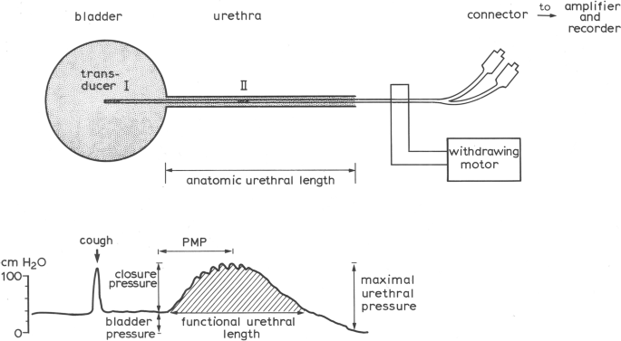 The female urethra: urethral function throughout a woman's