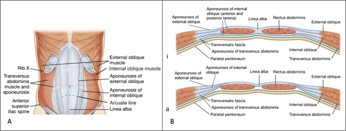 Diastasis Recti Abdominis Rehabilitation in the Postpartum Period: A  Scoping Review of Current Clinical Practice