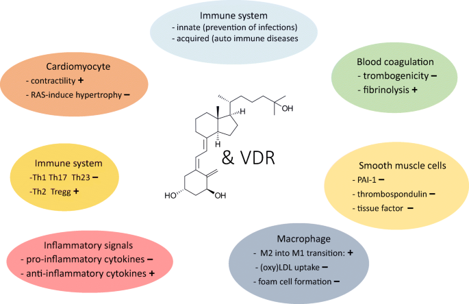 Supplementation with vitamin D and its analogs for treatment of endothelial  dysfunction and cardiovascular disease – ScienceOpen