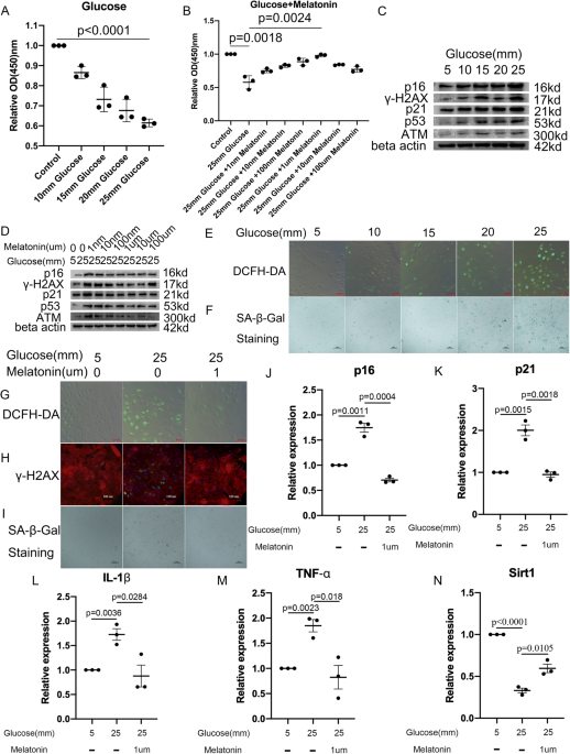 Exogenous melatonin prevents type 1 diabetes mellitus–induced bone loss, probably by inhibiting senescence
