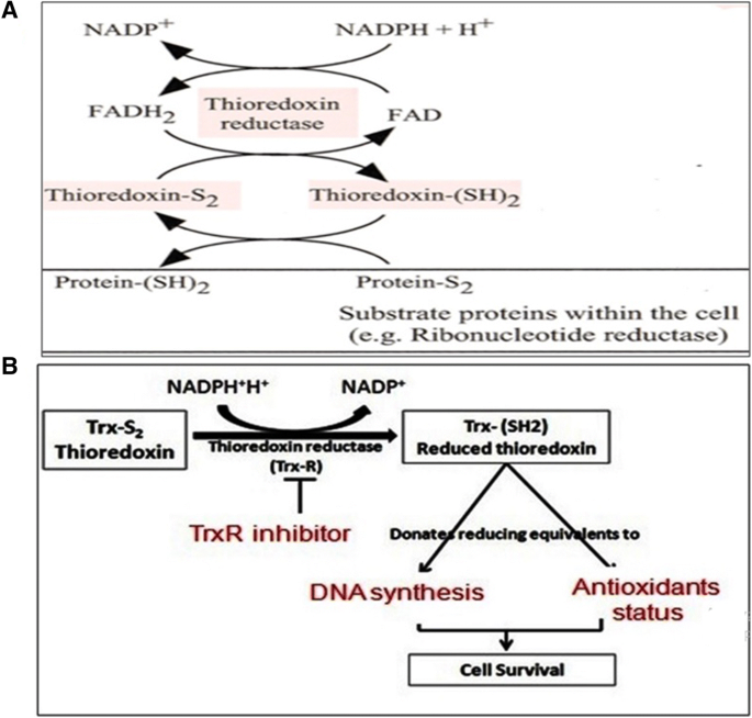 Antioxidative system of Deinococcus radiodurans - ScienceDirect