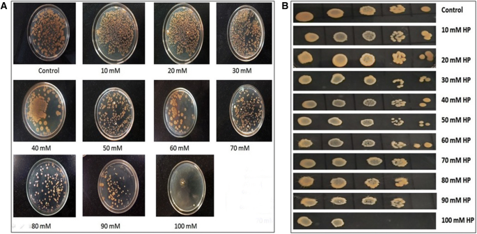 Oxidative Stress Resistance in Deinococcus radiodurans