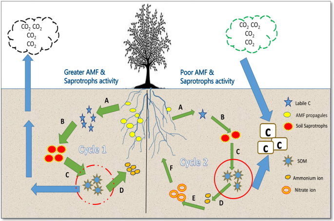 Arbuscular mycorrhizal networks: process and functions. A review