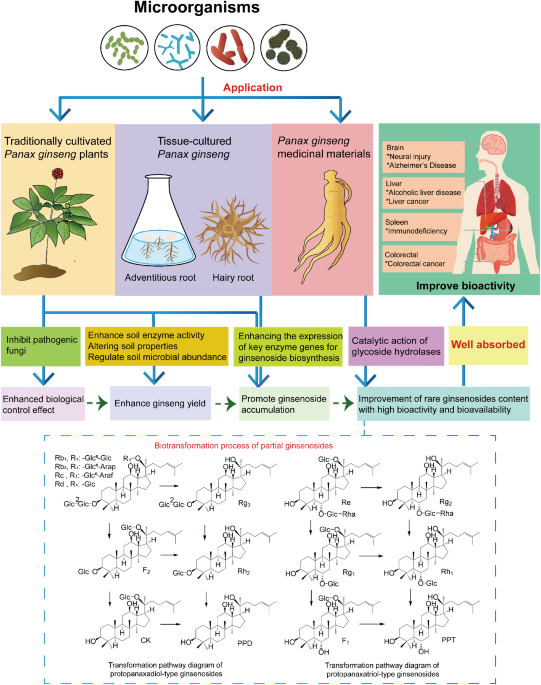 does ginseng stimulate production of glutathione Application microorganisms in Panax ginseng: cultivation of plants, and biotransformation and bioactivity of key component ginsenosides | Archives of Microbiology multi-peptide blend