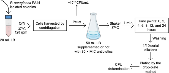Antibiotic exposure and recovery of persister states influence virulence phenotypes in Pseudomonas aeruginosa - Archives of Microbiology