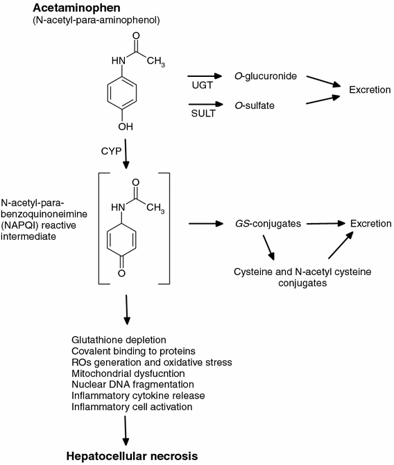 acetaminophen glutathione depletion A new twist to an old tale: novel insights into the differential toxicities  of acetaminophen and its regioisomer N-acetyl-meta-aminophenol (AMAP) |  Archives of Toxicology