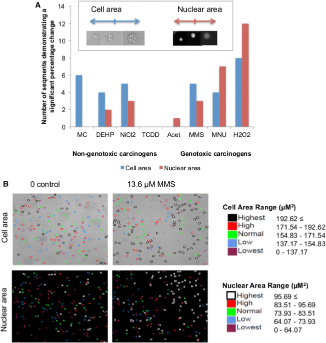 In Vivo Rat Micronucleus Test - STEMart