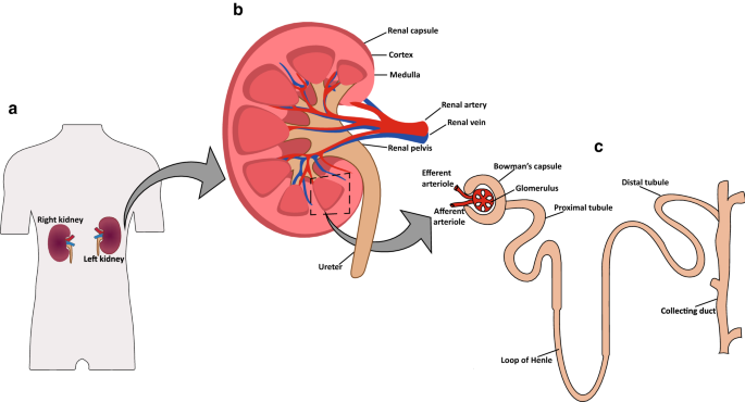 dihexa kidney toxicity Kidney-based in vitro models for drug-induced toxicity testing | Archives  of Toxicology