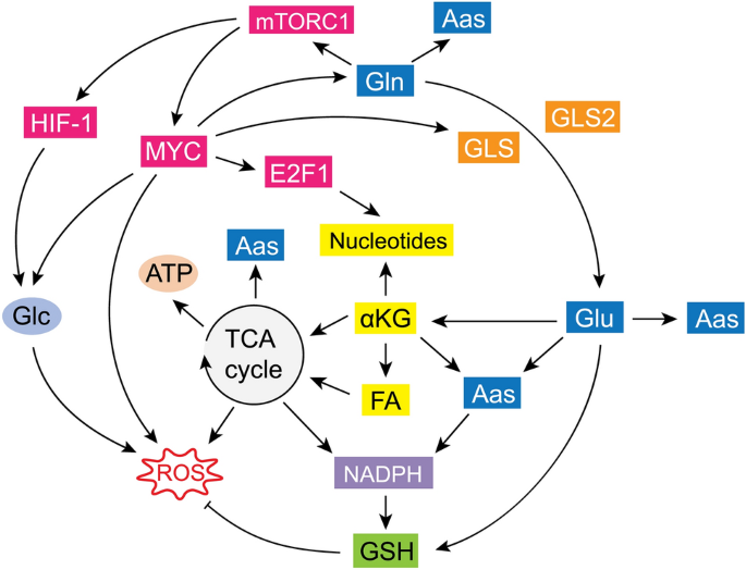 glutathione reductase gsh The role of glutathione reductase and related enzymes on cellular redox  homoeostasis network