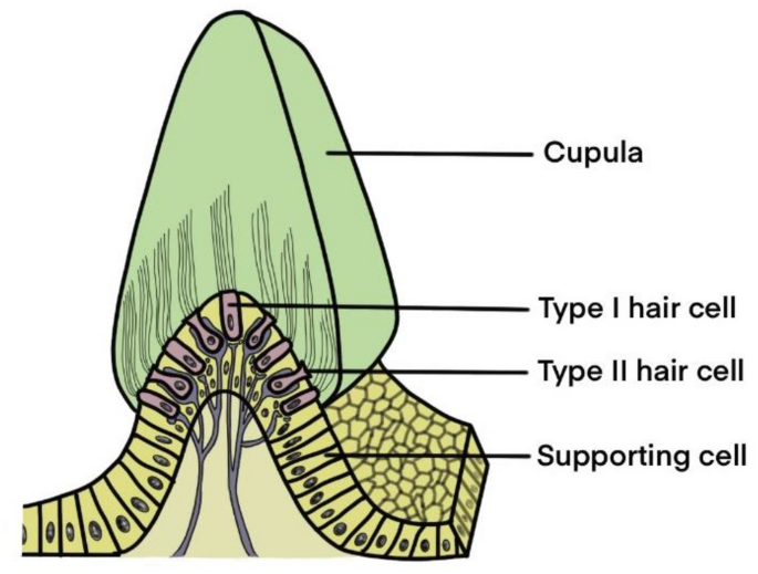 Progress in protecting vestibular hair cells | Archives of Toxicology