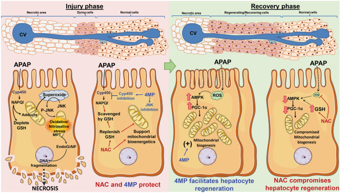 n-acetylcysteine mechanism acetaminophen antidote glutathione napqi - an overview Full article: Acetaminophen safety and