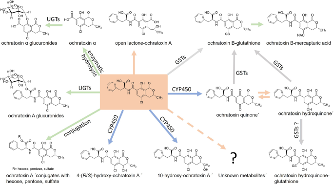hydroquinone and glutathione together Powder Glutathione as a skinlightening agent