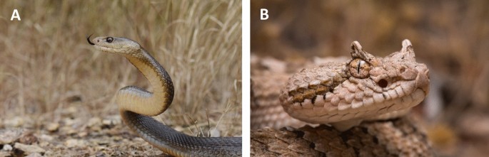 Bothrops asper (family Viperidae) is the most important snake from