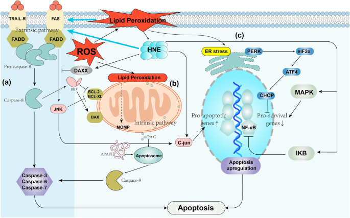 glutathione and apoptosis Detect Cell Death: Apoptosis, Necrosis & Ferroptosis DOJINDO LABORATORIES Ferroptosis, a new form of