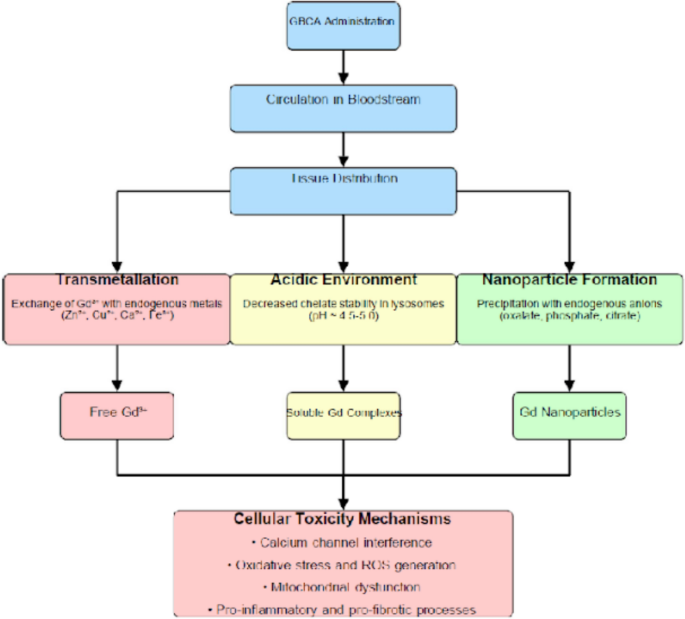 gadolinium poisoning and glutathione Gadolinium toxicity: mechanisms, clinical manifestations, and nanoparticle  role | Archives of Toxicology