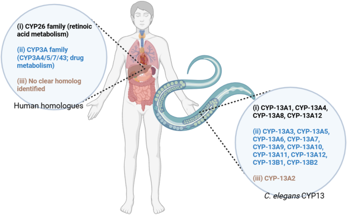 Molecular mechanisms of CYP-13 function in C. elegans: insights into conserved P450 pathways | Archives of Toxicology