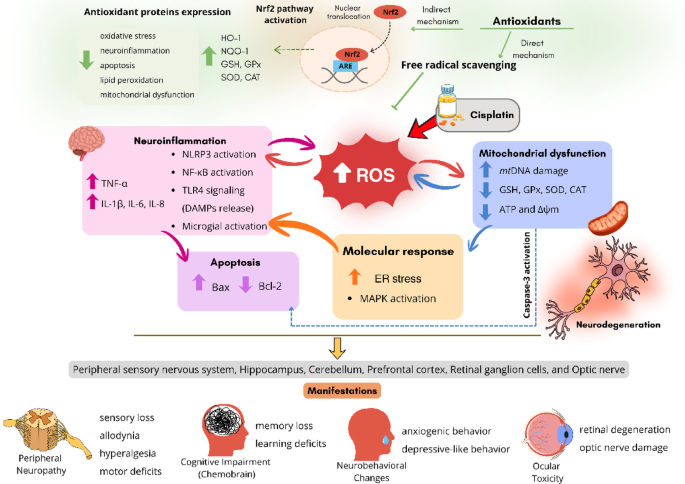 The role of oxidative stress and antioxidant therapy in cisplatin  neurotoxicity: preclinical evidence in the last decade | Archives of  Toxicology