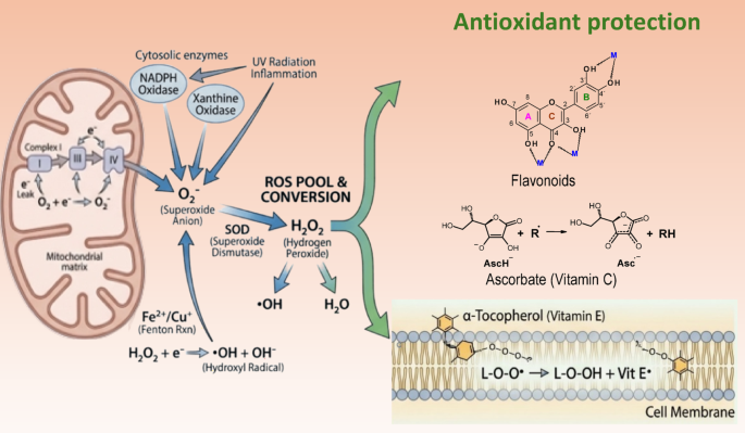 is glutathione oxdiaive stress Oxidative and inflammation in neurodegenerative disorders | Archives of Toxicology bpc 157 canada peptides Unifying Cream mg:5mg/5mg