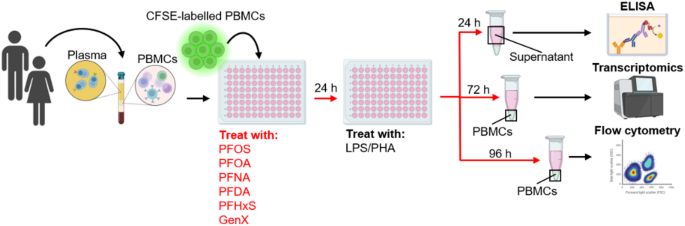 A human PBMC-based new approach method reveals PFAS-driven T-cell proliferation and immune dysregulation - Archives of Toxicology