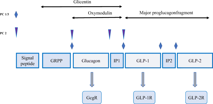 what drugs are glp 1 GLP-1 Agonists Explained: Definition, How They Work, Side Effects