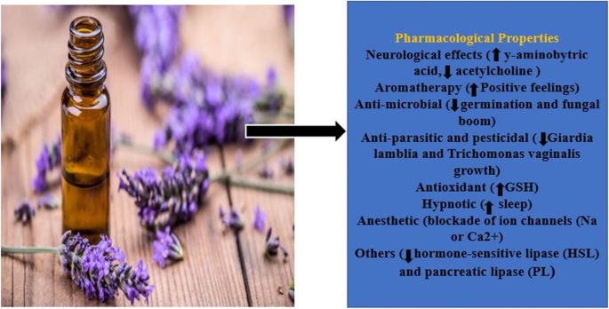 Lavender Oil Benefits, Uses & Side Effects