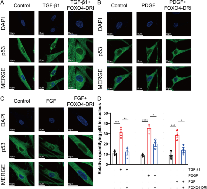 FOXO4-D-Retro-Inverso targets extracellular matrix production in fibroblasts and ameliorates bleomycin-induced pulmonary fibrosis in mice | Naunyn-Schmiedeberg's Archives of Pharmacology
