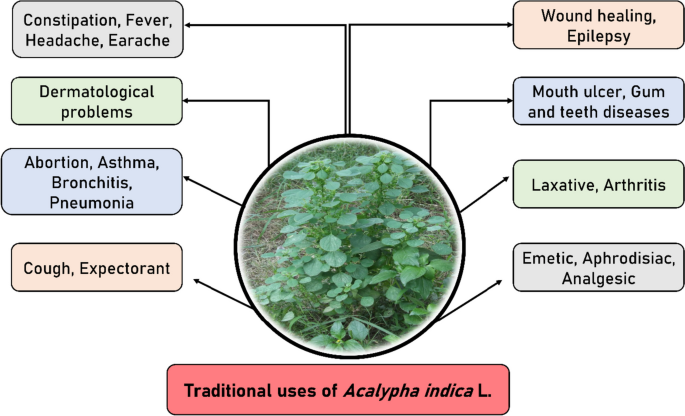 Unveiling the anti-inflammatory potential of Acalypha indica L. and  analyzing its research trend: digging deep to learn deep |  Naunyn-Schmiedeberg's Archives of Pharmacology | Springer Nature Link