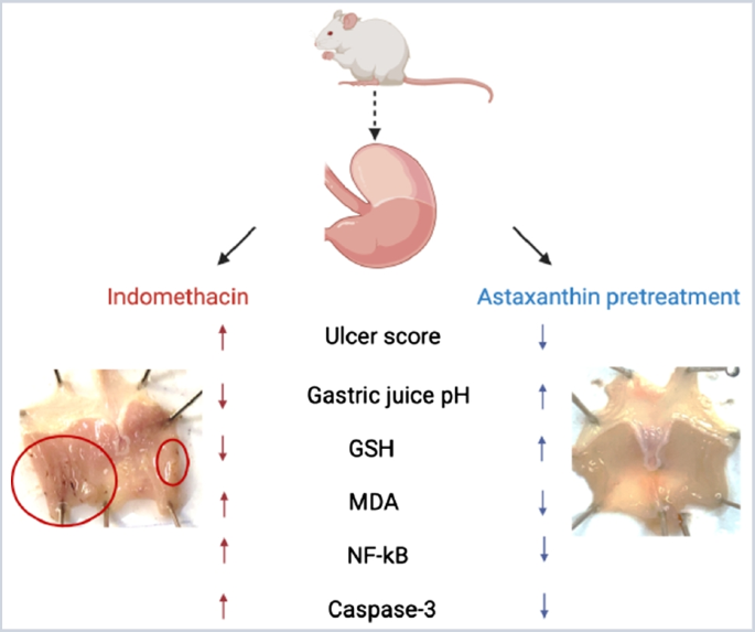 astaxanthin and glutathione combination Protective effect of astaxanthin on indomethacin-induced gastric  ulcerations in mice | Naunyn-Schmiedeberg's Archives of Pharmacology
