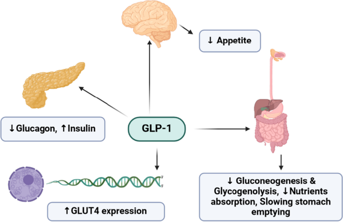 keto and glp 1 GLP-1 mimetics and diabetic ketoacidosis: possible interactions and  clinical consequences | Naunyn-Schmiedeberg's Archives of Pharmacology