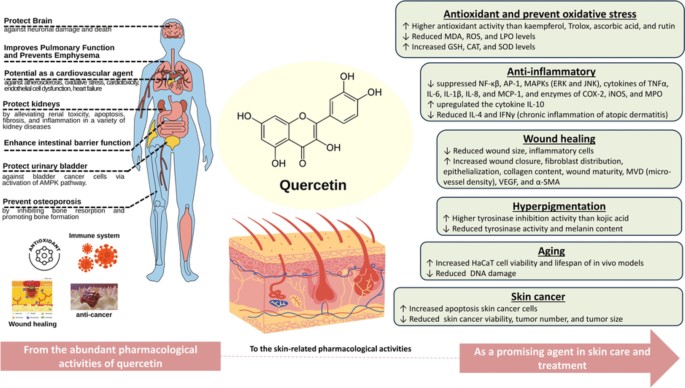 can glutathione cause eczema Quercetin as a therapeutic agent for skin problems: a systematic review and  meta-analysis on antioxidant effects, oxidative stress, inflammation, wound  healing, hyperpigmentation, aging, and skin cancer