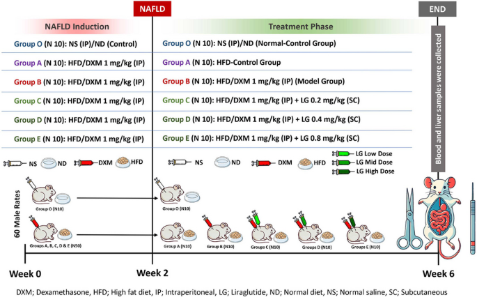 Liraglutide mitigates dexamethasone-induced fatty acid synthase (FASN) and  the cluster of differentiation36 (CD36) expression: a potential treatment  for glucocorticoid-induced non-alcoholic fatty liver disease (NAFLD)