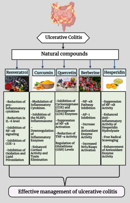 Therapeutic potential and underlying mechanisms of phytoconstituents:  emphasizing on resveratol, curcumin, quercetin, berberine, and hesperidin  in ulcerative colitis | Naunyn-Schmiedeberg's Archives of Pharmacology