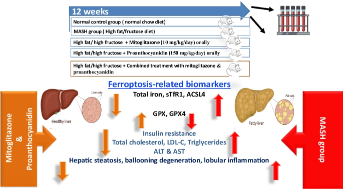 Proanthocyanidin and mitoglitazone suppress lipogenesis by targeting  ferroptosis in metabolic dysfunction-associated steatohepatitis |  Naunyn-Schmiedeberg's Archives of Pharmacology