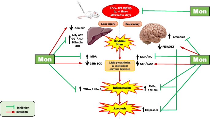 glutathione liver enzymes Montelukast alleviates thioacetamide-induced hepatic encephalopathy in rats | Naunyn-Schmiedeberg's Archives of Pharmacology Bacteriostatic (BAC) Water for oral-supplement Pack:Single 60GM