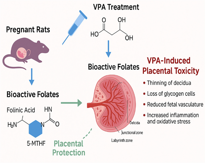 liposomal glutathione dangers Frontiers