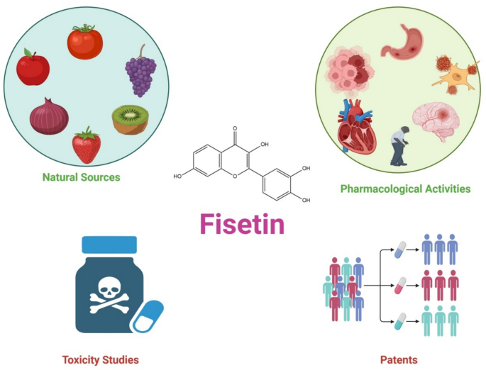 Fisetin: a multitarget flavonol bridging oxidative stress, inflammation, aging, and cancer | Naunyn-Schmiedeberg's Archives of Pharmacology