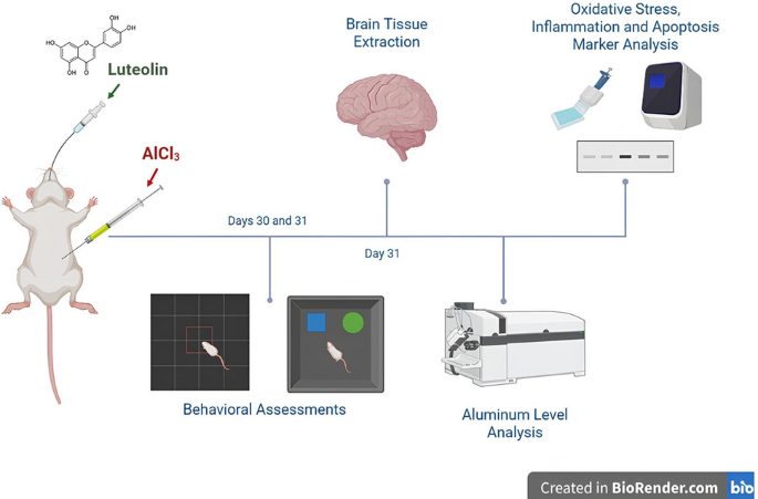 Neuroprotective effects of luteolin against aluminum-induced brain injury via chelation and antioxidant pathways | Naunyn-Schmiedeberg's Archives of Pharmacology