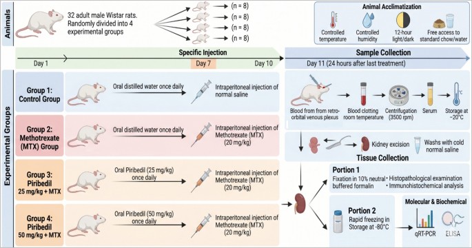 Piribedil attenuates methotrexate-induced nephrotoxicity in rats: associated changes in miR-205/EGLN2, Nrf2, and PERK/ATF4/CHOP-related stress responses
