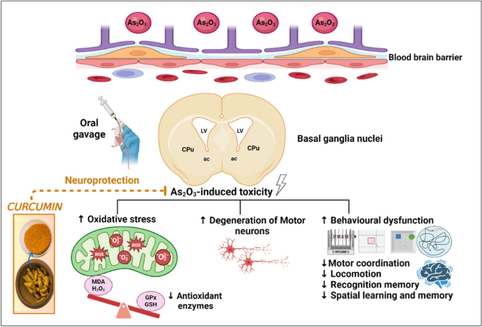 arsenic trioxide glutathione reaction Proposed metabolic pathway for in vivo and Negative Impacts of Arsenic on