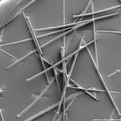Silica structure in the spicules of the sponge Suberites domuncula |  Analytical and Bioanalytical Chemistry