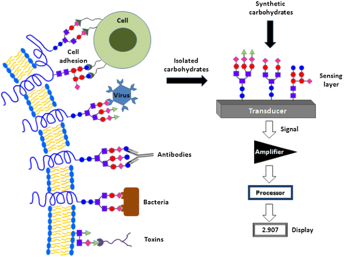 https://media.springernature.com/m685/springer-static/image/art%3A10.1007%2Fs00216-011-5594-y/MediaObjects/216_2011_5594_Fig2_HTML.gif