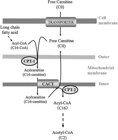 l carnitine assay Intracellular in vitro probe acylcarnitine for identifying deficiencies of transporter and carnitine palmitoyltransferase-1 | Analytical and Bioanalytical Chemistry skin whitening and simultaneously reacts with Best IGF-1 LR3 USA STYLE:GLUTATHIONE + VC POWDER